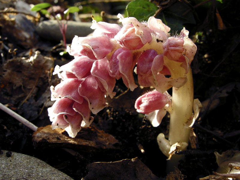 Lathraea squamaria - Latrea squamosa - nel Chianti